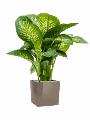 Dieffenbachia Seguine Reeva In Lechuza Cube Premium D 24 H 94 cm - PlantenShop24 - 25-06-2025