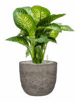 Dieffenbachia Seguine Reeva In Mountain D 24 H 72 cm - PlantenShop24 - 25-06-2025