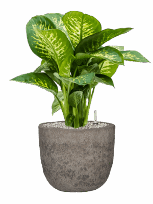 Dieffenbachia Seguine Reeva In Mountain D 24 H 72 cm - PlantenShop24 - 25-06-2025