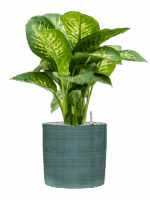 Dieffenbachia Seguine Reeva In Plain Striped D 24 H 72 cm - PlantenShop24 - 11-09-2025
