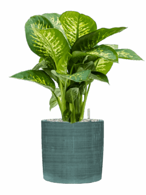 Dieffenbachia Seguine Reeva In Plain Striped D 24 H 72 cm - PlantenShop24 - 25-06-2025