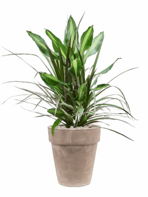 Dracaena Combo In Terra Cotta D 17 H 82 cm - PlantenShop24 - 25-06-2025