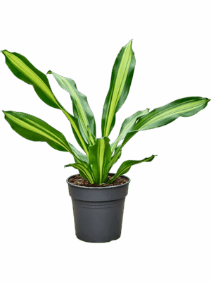 Dracaena Fragrans Burley D 24 H 80 cm - PlantenShop24 - 30-05-2025