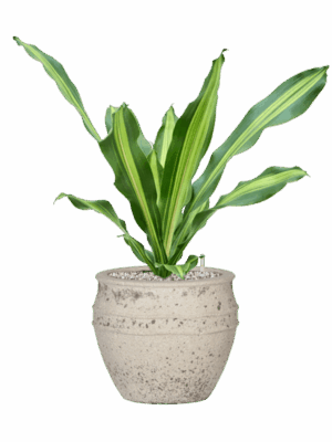 Dracaena Fragrans Burley In Mediterranean D 19 H 63 cm - PlantenShop24 - 31-05-2025