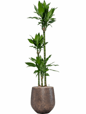 Dracaena Fragrans Burundii In Baq Opus Hit D 24 H 196 cm - PlantenShop24 - 31-05-2025