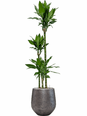 Dracaena Fragrans Burundii In Baq Opus Hit D 24 H 196 cm - PlantenShop24 - 31-05-2025
