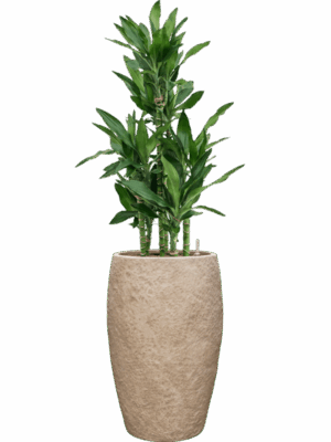 Dracaena Fragrans Burundii In Coast Mountains D 22 H 131 cm - PlantenShop24 - 09-06-2025