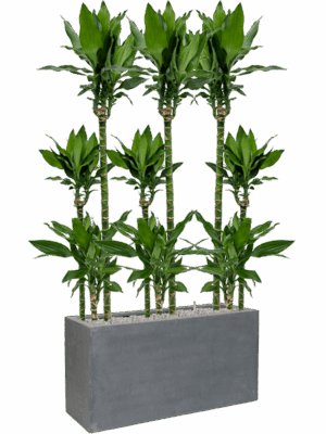 Dracaena Fragrans Burundii In Fiberstone D 24 H 164 cm - PlantenShop24 - 31-05-2025