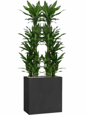 Dracaena Fragrans Burundii In Grigio D 27 H 194 cm - PlantenShop24 - 10-06-2025