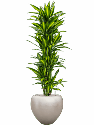 Dracaena Fragrans Cintho In Baq Metallic Silver Leaf D 30 H 180 cm - PlantenShop24 - 30-05-2025