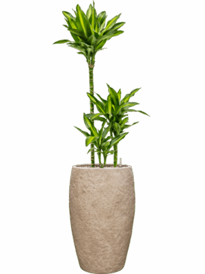 Dracaena Fragrans Cintho In Coast Mountains D 21 H 144 cm - PlantenShop24 - 09-06-2025