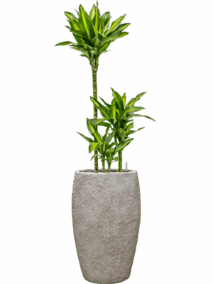 Dracaena Fragrans Cintho In Coast Mountains D 21 H 145 cm - PlantenShop24 - 09-06-2025