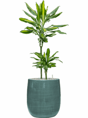 Dracaena Fragrans Cintho In Plain Striped D 19 H 91 cm - PlantenShop24 - 02-06-2025