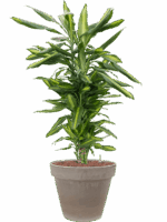 Dracaena Fragrans Cintho In Terra Cotta D 18 H 108 cm - PlantenShop24 - 04-06-2025
