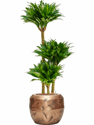 Dracaena Fragrans Compacta In Baq Opus Raw D 18 H 118 cm - PlantenShop24 - 04-06-2025