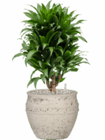 Dracaena Fragrans Compacta In Mediterranean D 21 H 66 cm - PlantenShop24 - 31-05-2025