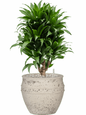 Dracaena Fragrans Compacta In Mediterranean D 21 H 66 cm - PlantenShop24 - 31-05-2025
