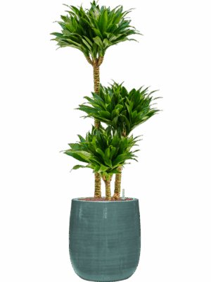 Dracaena Fragrans Compacta In Plain Striped D 18 H 103 cm - PlantenShop24 - 02-06-2025
