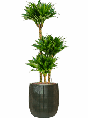 Dracaena Fragrans Compacta In Plain Striped D 18 H 103 cm - PlantenShop24 - 02-06-2025