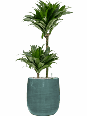 Dracaena Fragrans Compacta In Plain Striped D 19 H 92 cm - PlantenShop24 - 02-06-2025