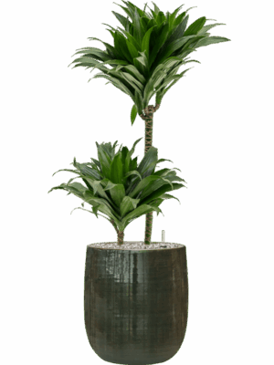 Dracaena Fragrans Compacta In Plain Striped D 19 H 92 cm - PlantenShop24 - 02-06-2025
