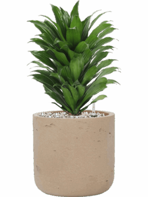 Dracaena Fragrans Compacta In Rough D 17 H 41 cm - PlantenShop24 - 25-06-2025