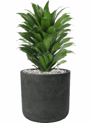 Dracaena Fragrans Compacta In Rough D 17 H 41 cm - PlantenShop24 - 25-06-2025