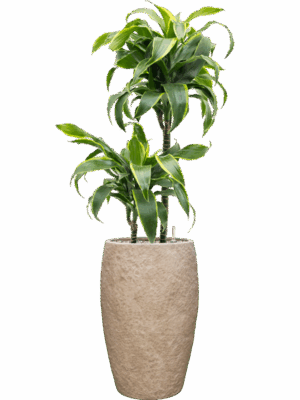 Dracaena Fragrans Dorado In Coast Mountains D 19 H 100 cm - PlantenShop24 - 09-06-2025