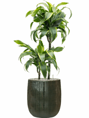 Dracaena Fragrans Dorado In Plain Striped D 19 H 91 cm - PlantenShop24 - 02-06-2025