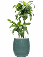 Dracaena Fragrans Dorado In Plain Striped D 19 H 91 cm - PlantenShop24 - 02-06-2025