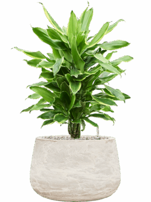 Dracaena Fragrans Golden Coast In Baq Algar D 21 H 72 cm - PlantenShop24 - 26-06-2025