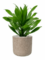 Dracaena Fragrans Green Jewel In Rough D 17 H 46 cm - PlantenShop24 - 05-06-2025