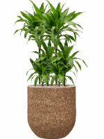 Dracaena Fragrans Janet Craig In Baq Naturescast D 21 H 126 cm - PlantenShop24 - 16-06-2025