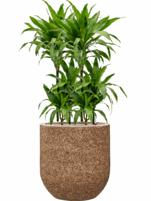 Dracaena Fragrans Janet Craig In Baq Naturescast D 21 H 126 cm - PlantenShop24 - 16-06-2025