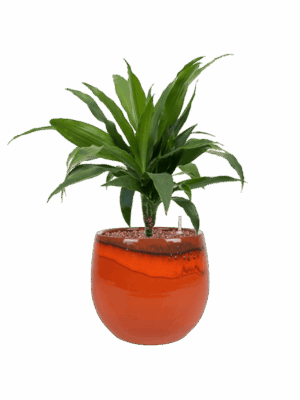 Dracaena Fragrans Janet Craig In Charlotte D 15 H 49 cm - PlantenShop24 - 04-06-2025