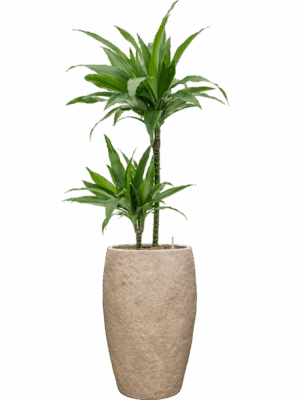 Dracaena Fragrans Janet Craig In Coast Mountains D 15 H 105 cm - PlantenShop24 - 09-06-2025