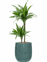 Dracaena Fragrans Janet Craig In Plain Striped D 15 H 96 cm - PlantenShop24 - 02-06-2025