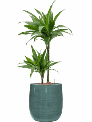 Dracaena Fragrans Janet Craig In Plain Striped D 15 H 96 cm - PlantenShop24 - 02-06-2025