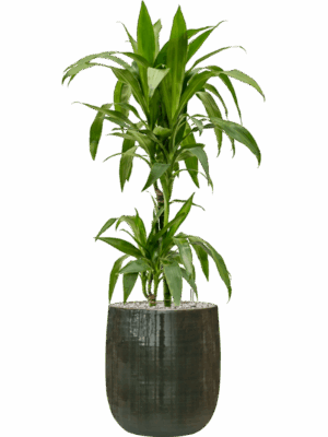 Dracaena Fragrans Janet Craig In Plain Striped D 19 H 102 cm - PlantenShop24 - 02-06-2025