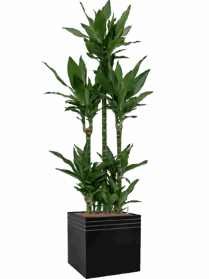 Dracaena Fragrans Janet Lind In Baq Line-Up D 25 H 194 cm - PlantenShop24 - 04-06-2025