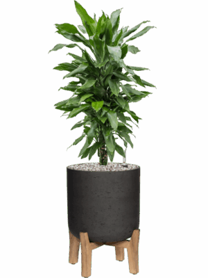 Dracaena Fragrans Janet Lind In Rough With Feet Low D 21 H 83 cm - PlantenShop24 - 11-06-2025