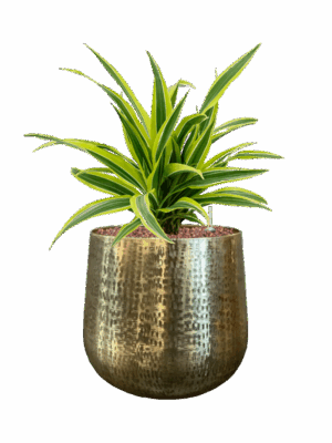 Dracaena Fragrans Lemon Lime In Karakter D 15 H 45 cm - PlantenShop24 - 23-06-2025