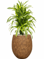Dracaena Fragrans Lemon Lime In Mineral D 24 H 101 cm - PlantenShop24 - 30-06-2025