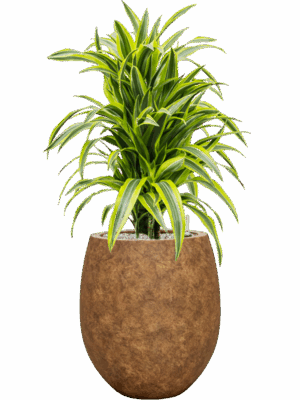 Dracaena Fragrans Lemon Lime In Mineral D 24 H 101 cm - PlantenShop24 - 30-06-2025
