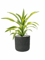 Dracaena Fragrans Lemon Lime In Rough D 17 H 46 cm - PlantenShop24 - 17-06-2025