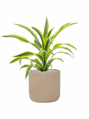 Dracaena Fragrans Lemon Lime In Rough D 17 H 46 cm - PlantenShop24 - 17-06-2025