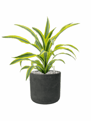 Dracaena Fragrans Lemon Lime In Rough D 17 H 46 cm - PlantenShop24 - 17-06-2025