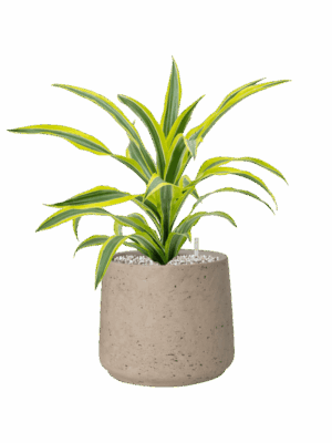 Dracaena Fragrans Lemon Lime In Rough D 17 H 48 cm - PlantenShop24 - 17-06-2025