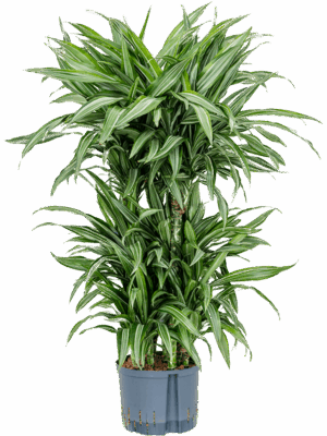 Dracaena Fragrans Ulises D 25 H 110 cm - PlantenShop24 - 02-07-2025