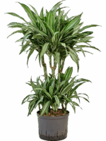 Dracaena Fragrans Ulises D 25 H 90 cm - PlantenShop24 - 26-06-2025
